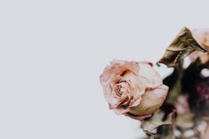 MIHOKI SHARES - PHOTO ARTICLE - EFFECTIVE ALTRUISM  pink roses